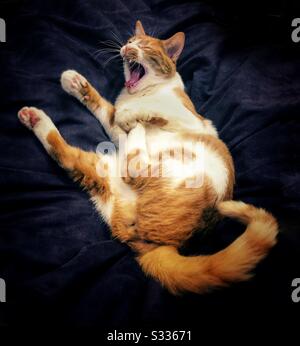Orange et blanc (gingembre) tabby chat bâilling et stretching avec la patte drôle saisir au milieu de la nap de coussin profond. Chat riant. Banque D'Images
