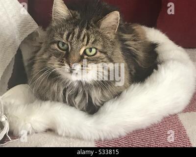 Un chat tabby aux cheveux longs Banque D'Images