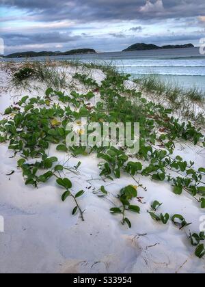 Dunes de sable à Cabo Frio, Brésil. Banque D'Images