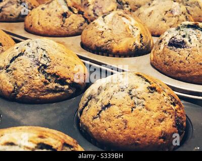 Gros plan de muffins aux bleuets faits maison dans des plateaux Banque D'Images