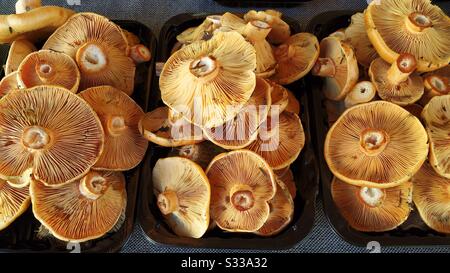 Lait de safran à vendre. Lactarius deliciosus. Banque D'Images