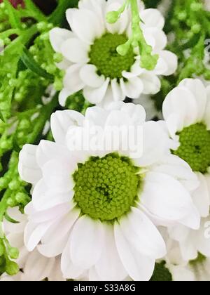 Fleurs blanches de remplissage dans un bouquet - fleur similaire à petite Marguerite blanche - fleur blanche avec Pistil vert Banque D'Images