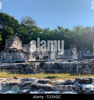 Site Archéologique D'El Rey, Cancun, Quintana Roo, Mexique Banque D'Images