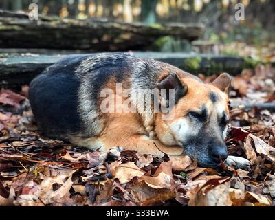 Berger allemand dormant en feuilles d'automne Banque D'Images