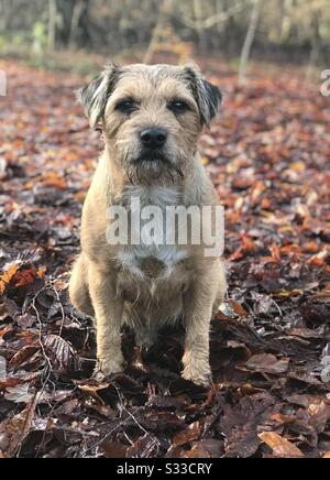 Spud - Terrier Frontalier Banque D'Images