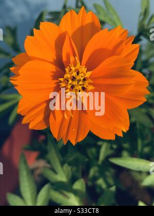 Une image de gros plan d'une couleur orange vif Cosmos Sulfureus fleur avec ombre de soleil sur elle- fleur jaune, fleur orange- oeil de capture de couleur tôt le matin- fleur d'odeur de mangue Banque D'Images