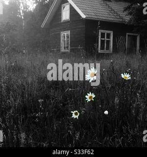 La politique commune de la marguerite (Leucanthemum vulgare), également connu sous le nom de la grande marguerite ou oxeye daisy, Daisy, chien ou lune daisy. Maison de bois dans l'arrière-plan. Banque D'Images