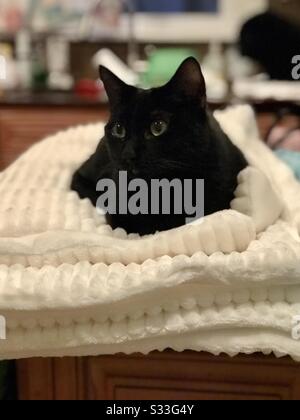 Portrait de bel animal de compagnie intérieur chat Bombay avec yeux verts reposant sur une couverture blanche et moelleuse chat noir Banque D'Images