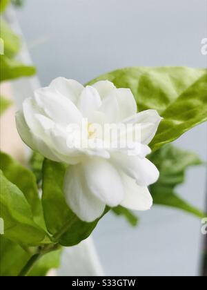 Maison de fleurs blanches de jasmin aromatique cultivé fleuri dans mon jardin à Singapour, genre d'arbustes et de vignes, largement cultivé pour les caractéristiques du parfum - gros plan pic Banque D'Images