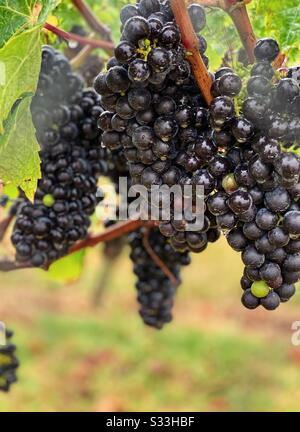 Gros plan de petits pains de raisins noirs mûrs accrochés à la vigne à de grandes années sur l'île de waiheke en Nouvelle-Zélande presque prêt à choisir. Février 2020 Banque D'Images