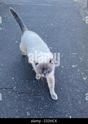 Mignon mais un petit chat grincheux. Marquages siamois. Marcher sur le pavé à Auckland, Nouvelle-Zélande. Février 2020 Banque D'Images