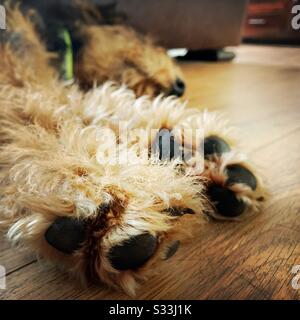 Vue rapprochée sur les deux pattes avant d'un chien d'animal de compagnie endormi Airedale Terrier. 6 mois de chiot mignon endormi sur un plancher de bois. Détails des pads à fourrure, griffes, pieds. Banque D'Images