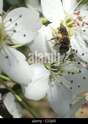 abeille sur une fleur de poire Banque D'Images