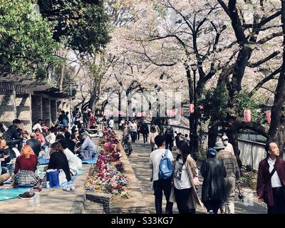 Les Japonais apprécient le hanami dans le parc edogawa, Tokyo Banque D'Images