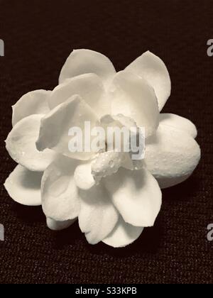 Accueil fleurs blanches de jasmin aromatique cultivé fleuri dans mon jardin à Singapour, genre d'arbustes et de vignes, largement cultivé pour les caractéristiques du parfum- zoomé pic- Banque D'Images