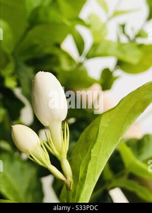 Maison de fleurs blanches de jasmin aromatique cultivé fleuri dans mon jardin à Singapour, genre d'arbustes et de vignes, largement cultivé pour les caractéristiques du parfum, des cosmétiques, Banque D'Images