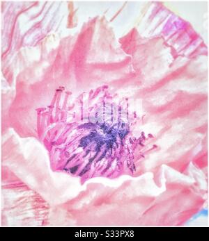 Fleur de pavot rose. Banque D'Images