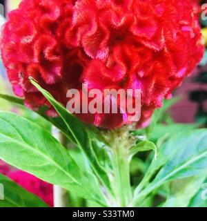 Vue à moitié d'une argentea var. De Celosia rouge. Cristata aka cocarscomb, fleur ressemble à la tête sur un coq une plante ornementale, Kozhichhutta dans Malayalam - fleur douce de cheveux Banque D'Images