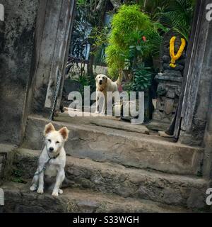 Chiens à l'entrée d'un complexe résidentiel, Candidasa, Bali, Indonésie Banque D'Images