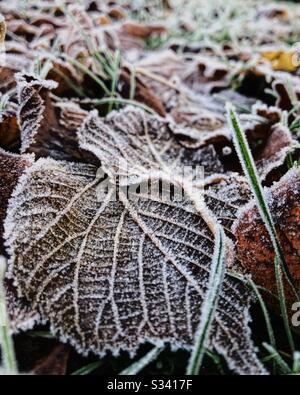 Gros plan de feuilles givrées et gelées sur le sol. Banque D'Images