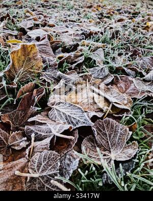 Feuilles congelées sur le sol. Banque D'Images