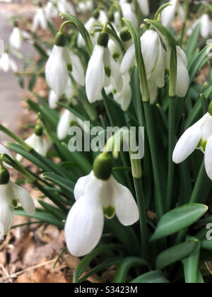 Les chutes de neige sont l'une des premières fleurs du printemps Banque D'Images