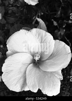 Image en noir et blanc de l'hybride de couleur orange vif Hibiscus fleur entièrement fleuri -fleur jaune, fleur orange- vue de dessus de la fleur - gros plan pic snap de Kerala , fort Tipu sultan Banque D'Images