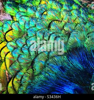 Détail des plumes du dos d'un paon indien ou bleu au parc ornithologique de Kuala Lumpur, Malaisie Banque D'Images
