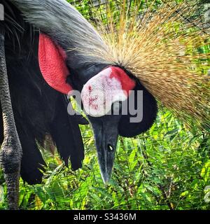 Gros plan de la tête d'une grue grise ou africaine couronnée au parc ornithologique de Kuala Lumpur, en Malaisie Banque D'Images