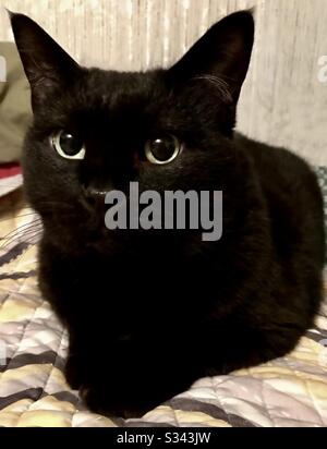 Portrait Du Magnifique Chat Bombay Aux Yeux Verts Magnifiques Animal De Compagnie Couvert A Crache Chaton De Sauvetage Femelle Chat Noir De Shorthair Domestique Ou Americain Photo Stock Alamy