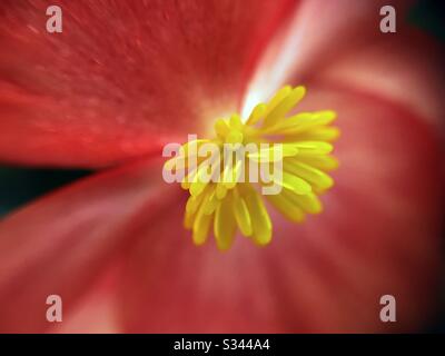 Macro du centre de la fleur de cire. Begonia semperflorens. Banque D'Images