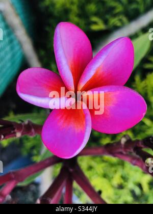 Plumeria rose magenta brillant Arali fleur trouvée à l'extérieur de la maison dans kerala-Frangipani- fleur rouge ornementale & bourgeon-un petit arbre avec des fleurs parfumées mode live avec zoom & changement de couleur Banque D'Images