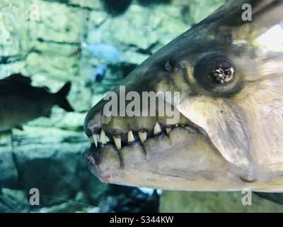 Piranhas de l'Afrique -Tigre poisson mâchoire dents-piranha montrant ses dents féroces à travers le verre dans un aquarium dans le safari de la rivière Singapour- image rapprochée de la tête de poisson-carnivore Piraña poisson - prédateurs d'eau douce Banque D'Images