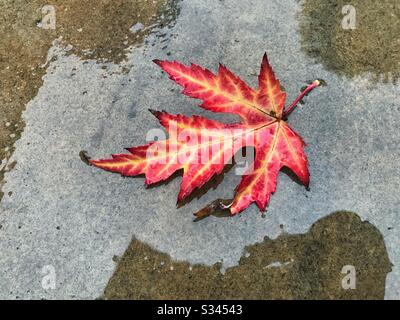 Feuille d'automne rouge et jaune dans une flaque au sol Banque D'Images