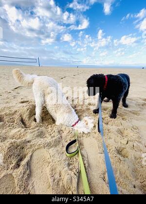 Deux chiens de labradodle jouent dans le sable de la plage. Banque D'Images