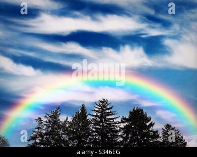 Rainbow au-dessus des feuilles persistantes dans un ciel bleu de nuages wispy blancs Banque D'Images