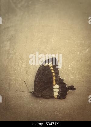 Papillon mort sur le sol. Banque D'Images