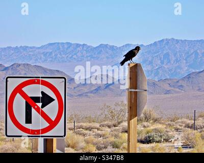 Oiseau corbeau dans le désert de Mojave Banque D'Images