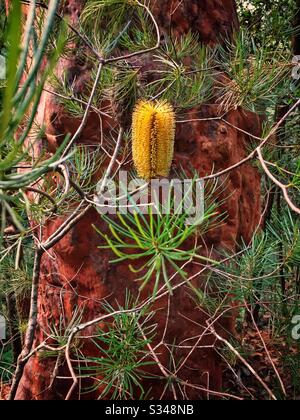 Fleur de Banksia en épingle à cheveux avec tronc de Sydney Red Gum Behind, Birdwood Gully Reserve, Springwood, Blue Mountains, NSW, Australie Banque D'Images