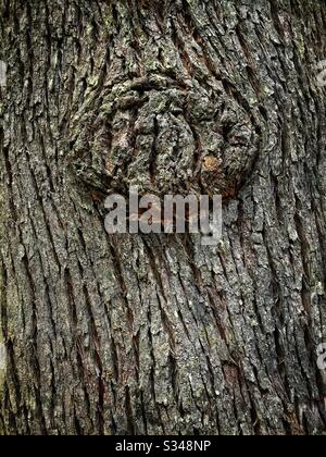 Burl sur un tronc arboré, parc national des Blue Mountains, Nouvelle-Galles du Sud, Australie Banque D'Images
