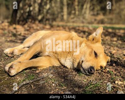 Petit chien jaune reposant sur le sol dans le parc Banque D'Images