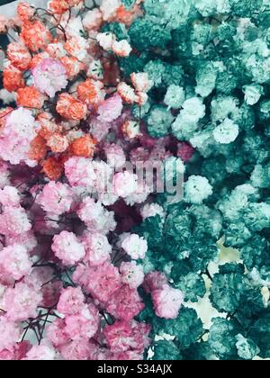 Fleurs colorées de soutireuse à vendre dans un look spectaculaire- gros plan pic- orange , rose, plastique vert comme des fleurs dans le souffle de Singapour-bébé (Gypsophila paniculata) Banque D'Images