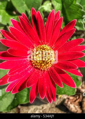 Rouge Gerber Daisy dans le jardin, vue sur le dessus Banque D'Images