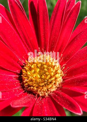Gros plan Gerber Daisy rouge Banque D'Images