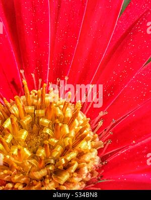 Rouge Gerber Daisy extrême gros plan Banque D'Images