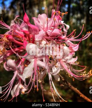 Tête de fleur de Pinxter Azalea, Rhododendron canescens Banque D'Images