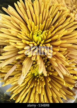 Cadre complet d'un motif de point de croix rouge/jaune spiky de fleurs de chrysanthème - chrysanthèmes hybrides - chrysanthème orange pétale mince - fleur de couleur orange en mode de changement de couleur - gros plan pic Banque D'Images