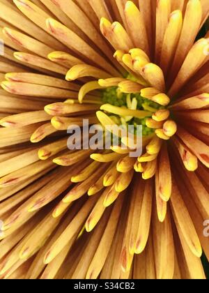 Cadre complet d'une fleur rouge spiky, jaune - chrysanthèmes hybrides - chrysanthème rouge pétale fin chrysanthème orange -fleur orange en mode changement de couleur - gros plan pic Banque D'Images