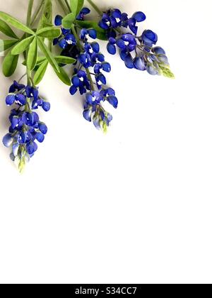 Bluebonnets sur fond blanc avec espace de copie Banque D'Images