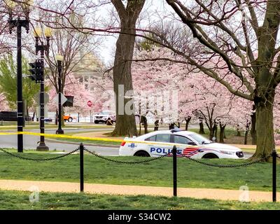 Washington DC Cherry Blossoms en pleine floraison, blocked entièrement aux gens par un anneau de 5 miles de ruban policier, en raison du mandat social distancing. Banque D'Images